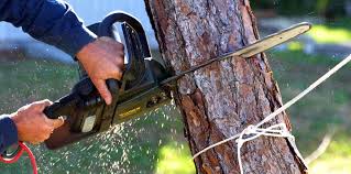 Best Fruit Tree Pruning  in West New York, NJ